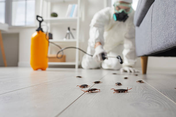 Post-Treatment Bed Bug Interceptor Monitoring in Henning